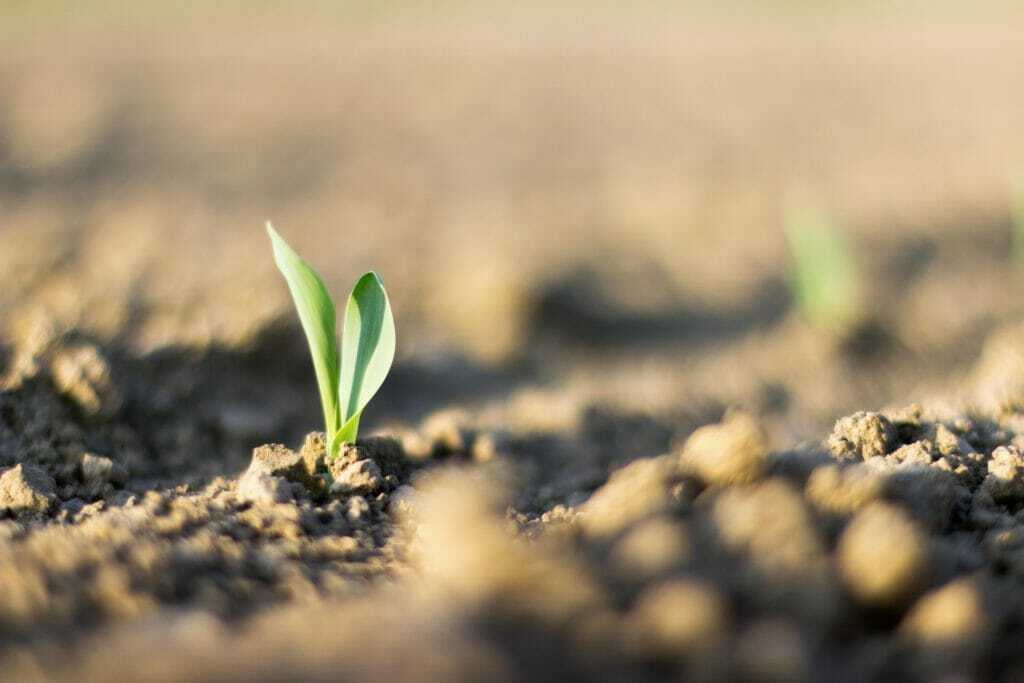 Young corn plant sprout growing from the ground, Agricultural Farm