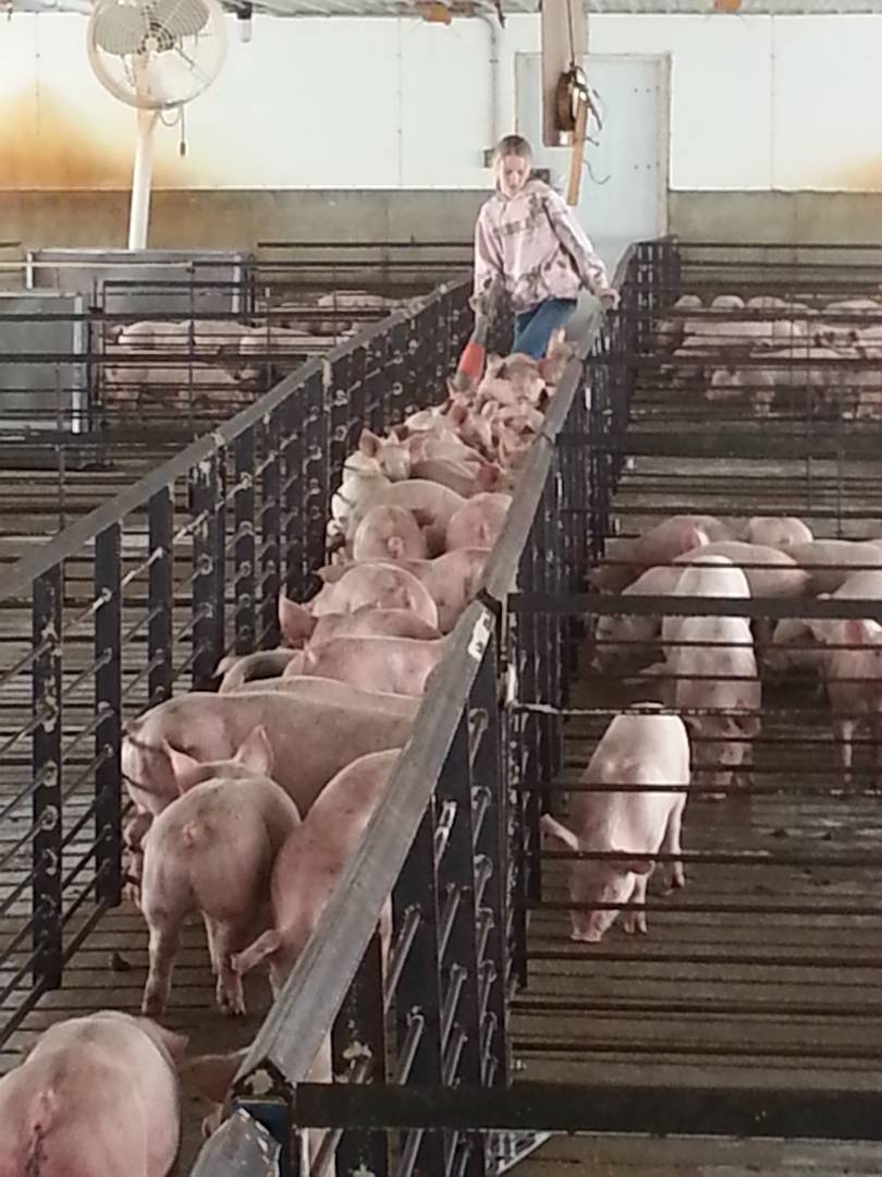 See “Behind the Scenes” Operations of a Hog Farm - Latham Hi-Tech