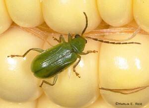 CRW-beetle