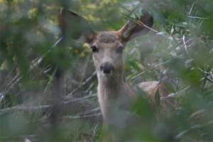 Deer_in_Woods2
