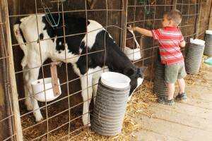 6.10.14 Hansen's Dairy Farm - Klayton petting baby calves (3)
