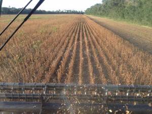 Latham® dealer Kyle Geske starting harvest on Latham L00938RR soybeans