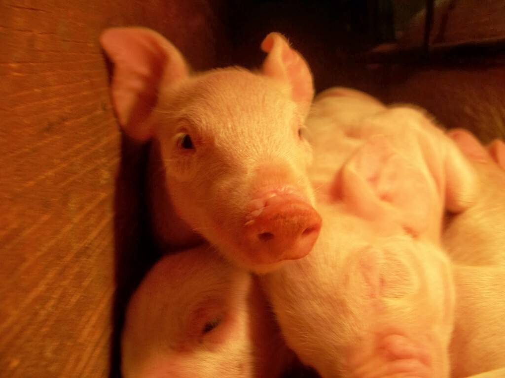 LaurenS-pigs