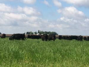 Cattle on Grass at SkyView Farms