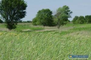 Conservation for Shannon - Grass Buffer-4096