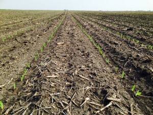 Plant15 row your corn