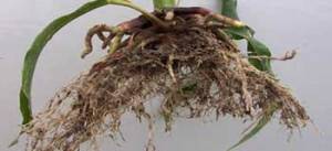 Planting in soils that are too wet can cause lower germination, uneven emergence and growth, restricted root growth (as pictured), and stunted seedlings.