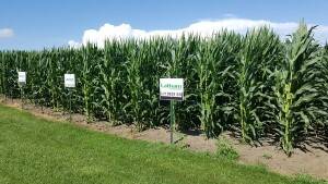 Meade corn plot