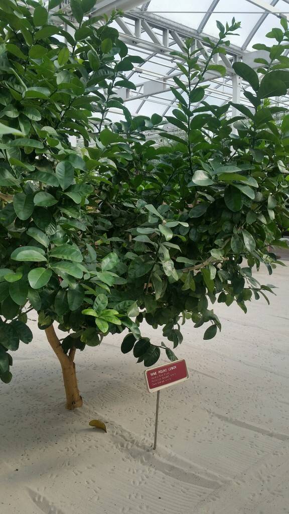 9 lb. lemon tree at EPCOT