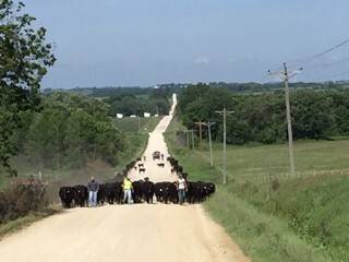 Spring cattle drive out to pasture