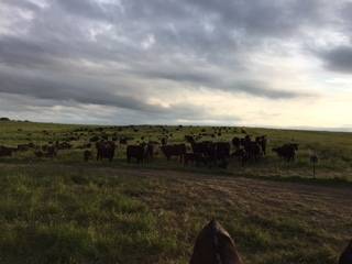 Turning the herd out to summer pasture for the breeding season.