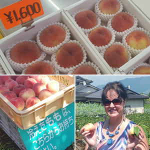 Peaches are one of the leading ag crops in the Yamanashi Prefecture of Japan. It takes about 5 to 7 years for a new tree to start producing peaches, and the lifespan of a peach tree is about 20 years. During a recent trip, Iowa Farm Bureau presidents learned fresh fruit as often given as gifts. Pictured here is Darcy Maulsby of Yetter, Iowa. She said one fresh peach costs approximately $8!