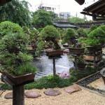 Musings 4 Larry Bonsai Garden