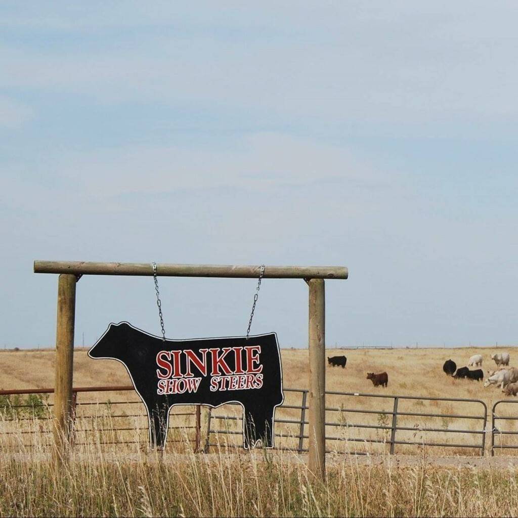 sinkie-show-steers
