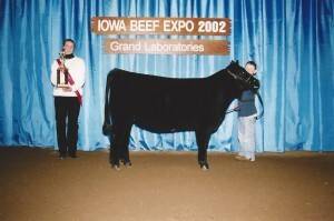Reserve Champion Angus heifer at the IA Beef Expo