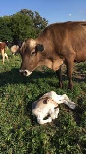 2.James bought this Brown Swiss cow, named Sissy, for Callie. Sissy delivered her first calf in mid-August. Fortunately, it was a heifer calf so it will be kept to help grow their herd.