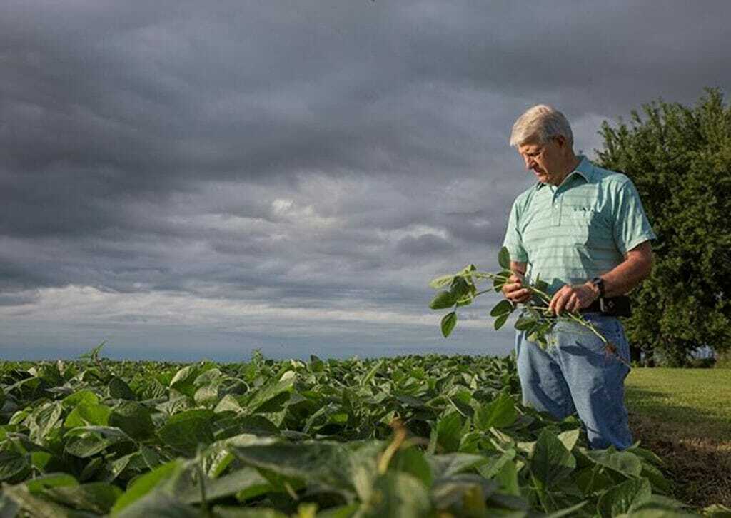 Don Latham stands in field of Enlist Soybeans