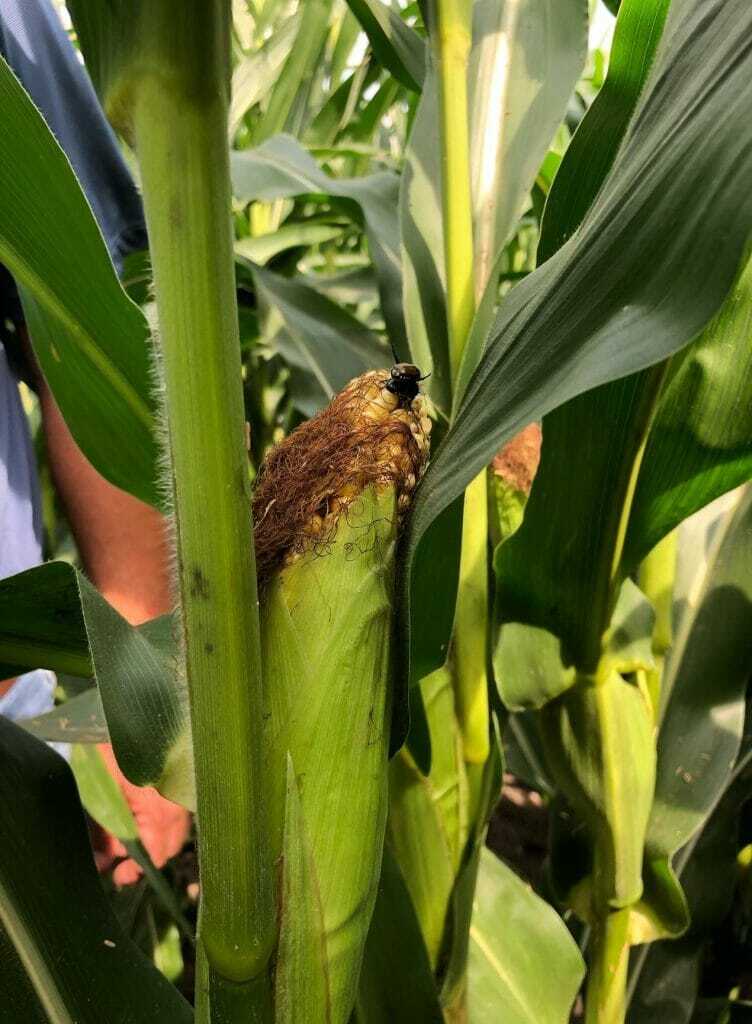 Central Iowa Corn Disease 080719