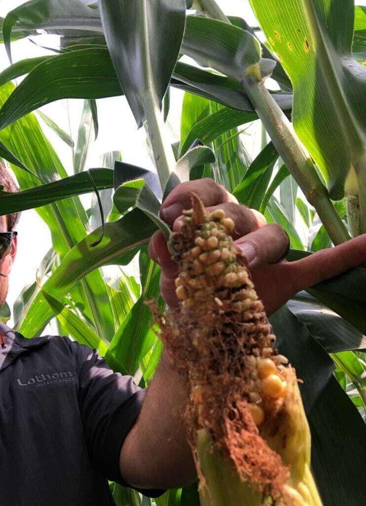 Central Iowa Corn Disease Crop Report 080719