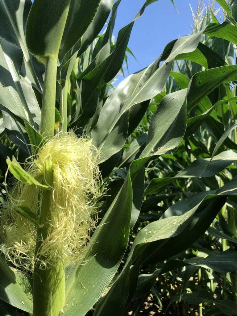Southern Wisconsin Crop Report Latham Seeds 080719