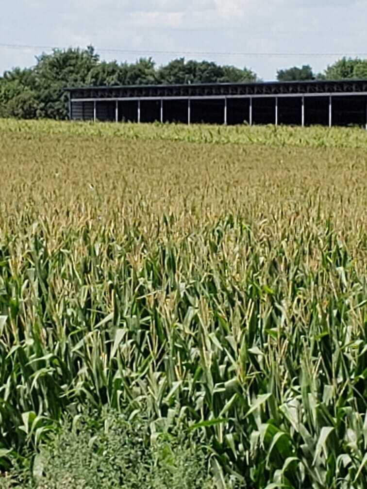 Western North Central Iowa Crop Report Latham Seeds 080719