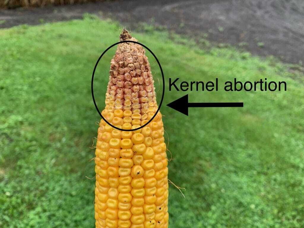 Kernel Abortion