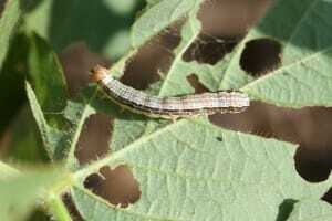 Fall Armyworm University of Tennessee