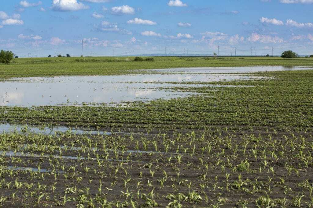Agricultural disaster, flooded corn maize crops.