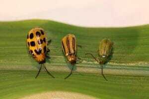 ISU Southern Western Northern Rootworm L to R