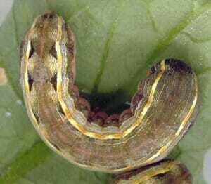 Yellowstriped Armyworm OK State