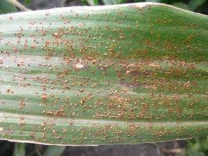 Common Rust – Crop Protection Network