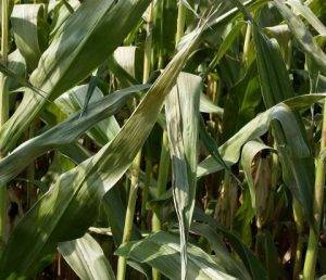 Fall Frost Corn – University of Minnestoa