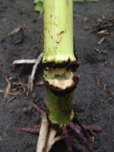 Physoderma Stalk Rot Crop Protection Network