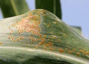 Southern Rust – Crop Protection Network