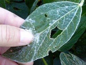 Soybean Fall Frost – Michigan State
