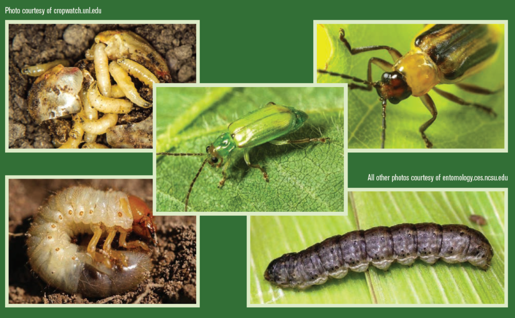 Scout Early for Below-Ground Insects That Damage Corn - Latham Hi-Tech ...