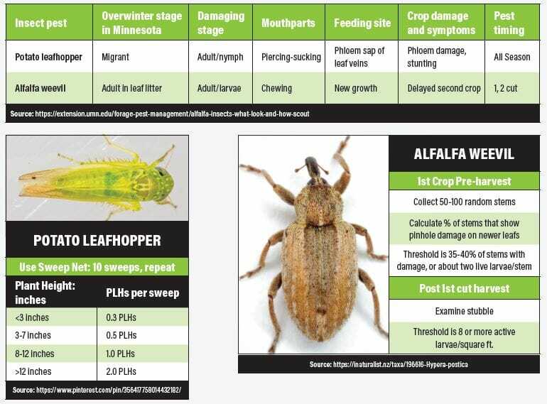 Weevil and leafhopper