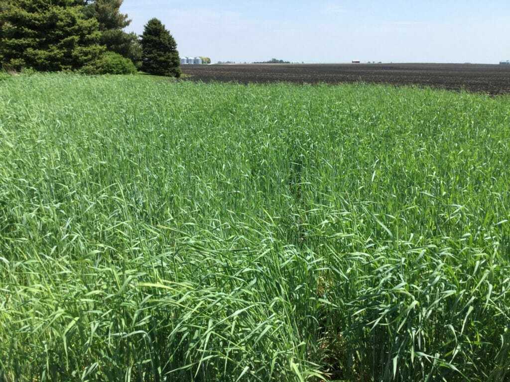 Cereal Rye from Phil
