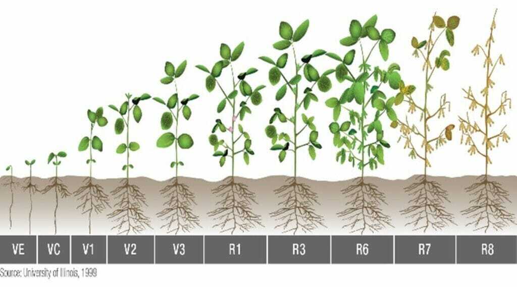 Soybean Grown Stages