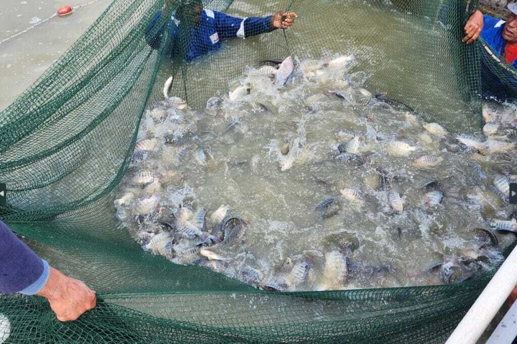 Fish Harvesting Resized