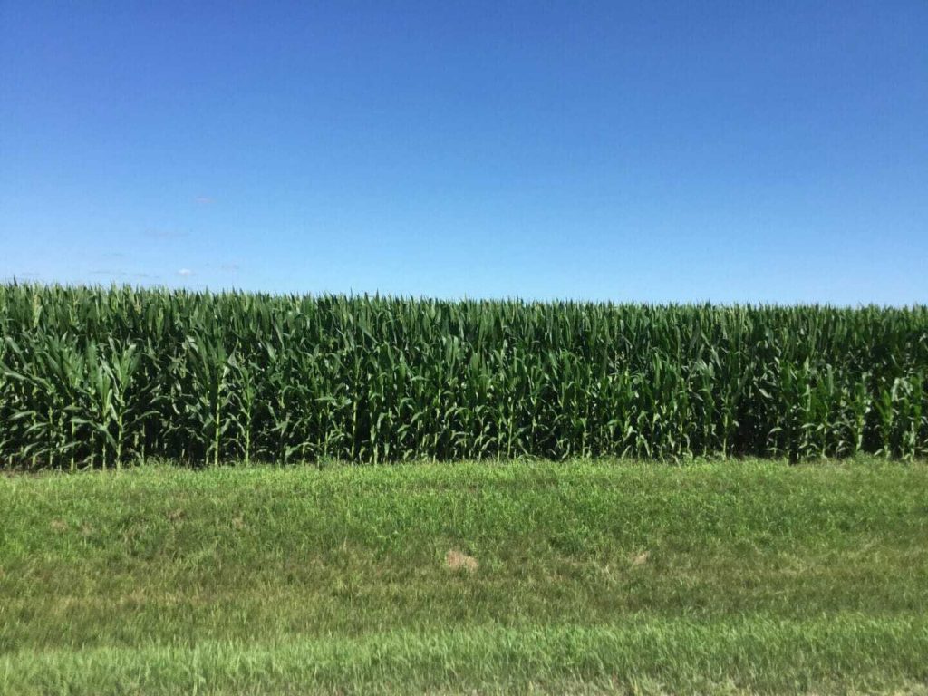 From the Field Crop Report: Sept 13