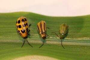 ISU Southern Western Northern Rootworm L to R