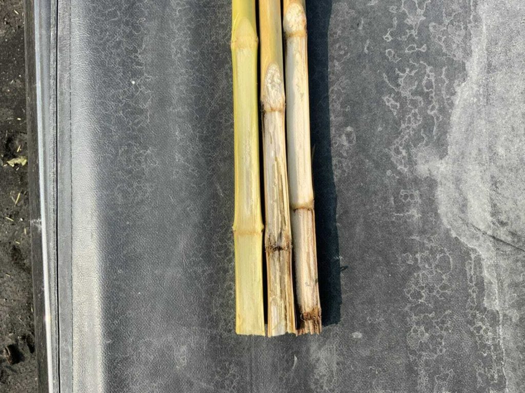 #AskTheAgronomist: Top 3 Stalk Rots & Ear Rots