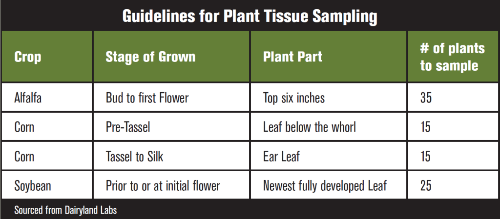 Invest in a Tissue Test | Latham Hi-Tech Seeds