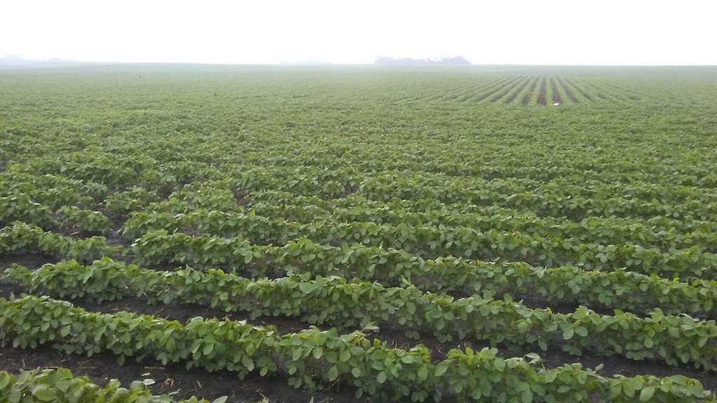 Walk Fields for a Better Bottomline