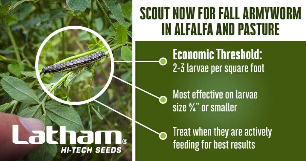 Managing Fall Armyworms in Alfalfa Latham HiTech Seeds