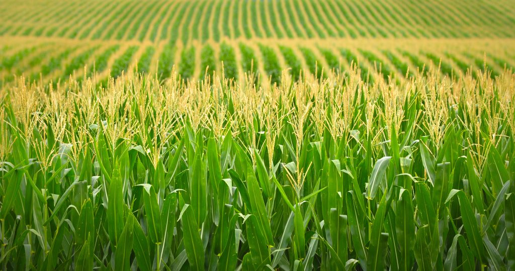 What Makes a Great Silage Hybrid?